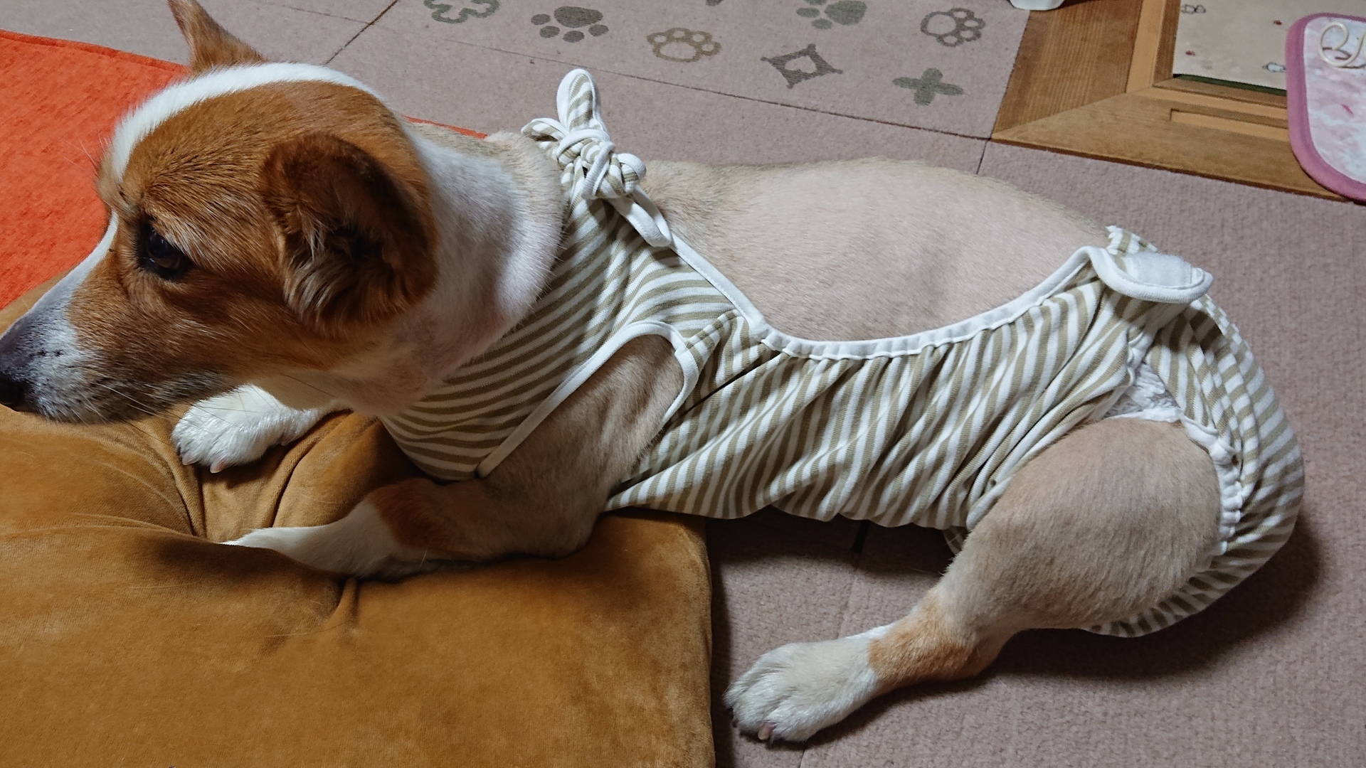 13キロ コーギちゃんの着せるオムツカバー 犬と暮らす普通の毎日
