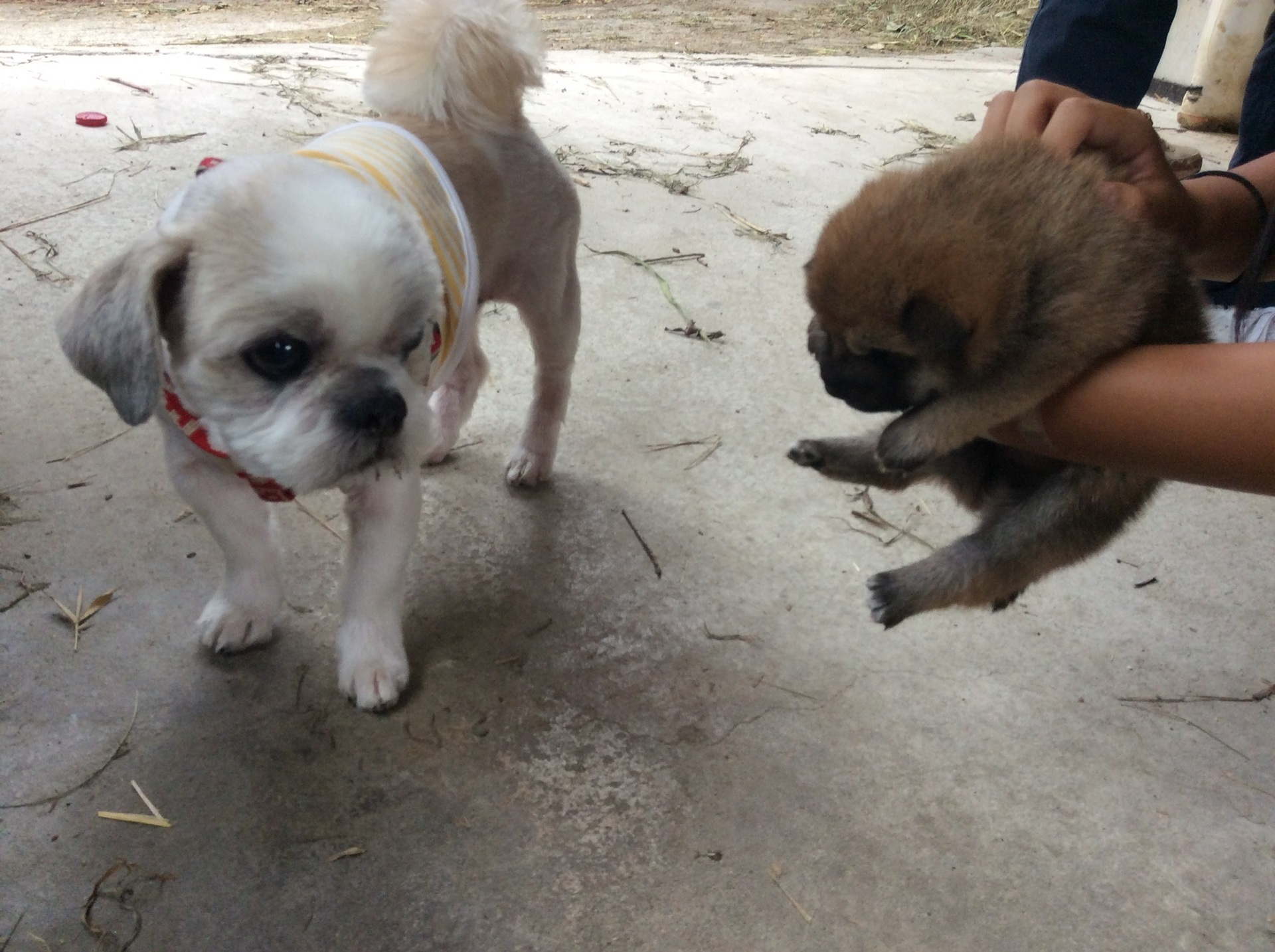 実家の柴犬の花子の赤ちゃん 犬と暮らす普通の毎日