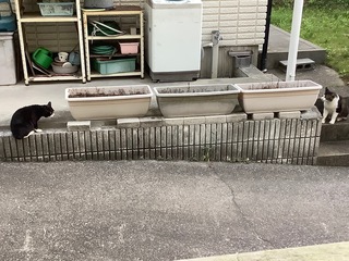 IMG_8248.jpg