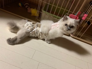 image1.jpeg